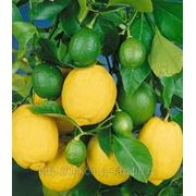 Саженцы Лимона “Павловского“ фото