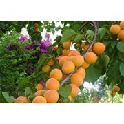 Саженцы абрикоса “Кичигинский“ фото