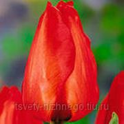 Луковицы тюльпанов фотография
