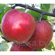 Саженцы яблони “Елена“. фото