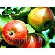 Саженцы яблони “Лучезарное“. фотография