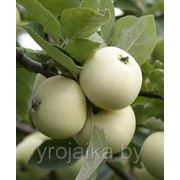 Саженцы яблони “Белый налив“. фото
