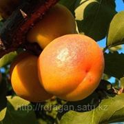 Саженцы абрикоса “Харкот“ фотография