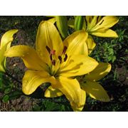 Лилия азиатская ярко-желтая, O луковицы 15-20мм фотография