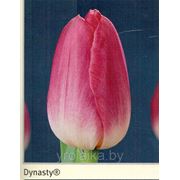 Луковицы тюльпанов Dynasty фотография