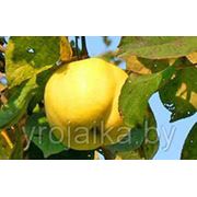 Саженцы яблони “Антоновка“. фото