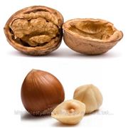 Фундук (лещина), Грецкий орех (полукарликовый) саженцы (различные)