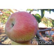 Саженцы яблони зимнего срока созревания Зимнее Плесецкое фото