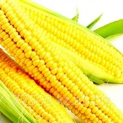 Кукуруза на экспорт из Казахстана фото
