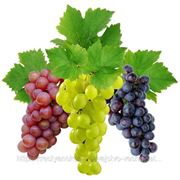 Виноград морозоустойчивый винный, Виноград столовый фото