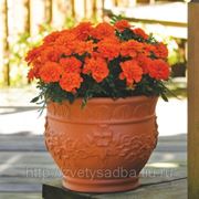 Бархатцы Бонанза Deep Orange (темно-оранж) фото