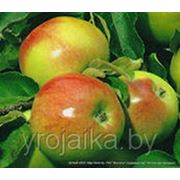 Саженцы яблони “Алеся“ фотография