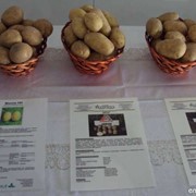 В Аделаиде картофель высшего качества