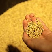Пшеница мягкая 3 класс, пшеница в Казахстане, купить пшеницу в Казахстане фотография