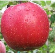 Яблоня сорт Фуджи Кику-8. фото