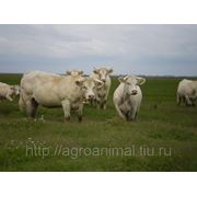 Коровы для убоя из Венгрии фото