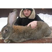 Кролики – Гиганты породы: Фландр, Ризен, Обер
