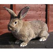 Кролик Серебристый фото