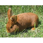 Продаем кроликов породы Новозеландская красная фото