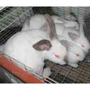 Племенные кролики класса «Элита» фото