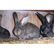 Кролики Фландр фото