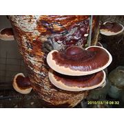 Мицелий грибов рейши фото