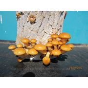 Мицелий гриба японский опенок намеко фото