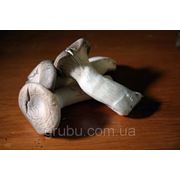 Сушеная королевская вешенка фото