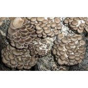 Штамм вешенки Р-28 (К12)