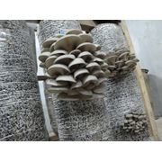 Блоки грибные фото
