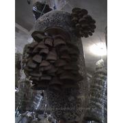 Грибные блоки вешенки фото