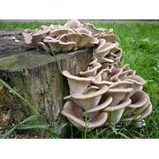 Мицелий грибов Вешенка серая 1 кг, на 7 пеньков!!! фото