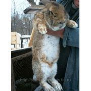 Кролики гиганты фландеры фото