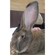 Элитные кролики-гиганты породы Фландр, Ризен, Обер