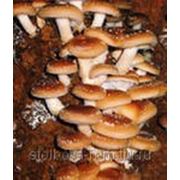 Мицелий гриба Шиитаке фото