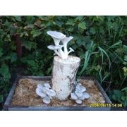 Мицелий (рассада, семена) грибов вешенка
