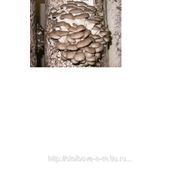 Мицелий устричного гриба вешенка штамм НК-35 фото