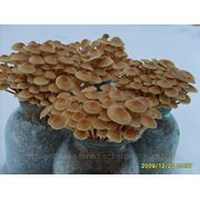 Мицелий (рассада) гриба зимний опенок фото