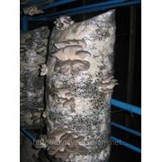 Штамм вешенки Р-2 (НК-35) - Pleurotus ostreatus - Вешенка обыкновенная фотография