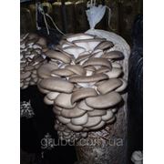 Штамм DB (аналог HK-35) фото