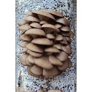 Штамм М5 (переработка) фото