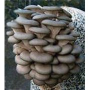 Грибы вешенка фото