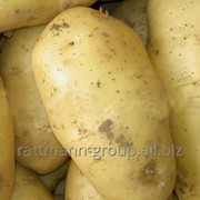 Семена картофеля в Молдове, Картофель Утенок фото