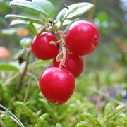 Закупка брусники фото