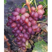 Саженцы винограда Ливия (Фламинго х Аркад), оптом фотография