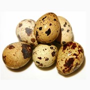 Яйца перепелиные в Луганске, Украине. Производство перепелиного мяса по 200г, перепелинных яиц, инкубационных яиц перепела, живая птица. фото