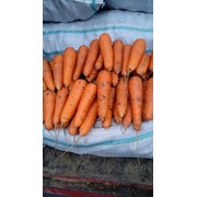 Морковь столовая, сортотип Шантанэ фото