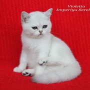 Британские кошки драгоценных окрасов - питомник фото