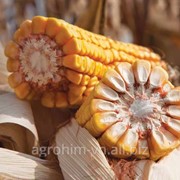 Насіння кукурудзи КВС-Україна КРЕБС*, міш фотография
