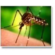 Инсектицид Биокил от летающих и ползающих насекомых. фото